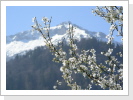 Kirschblüte vor dem Schlafzimmer